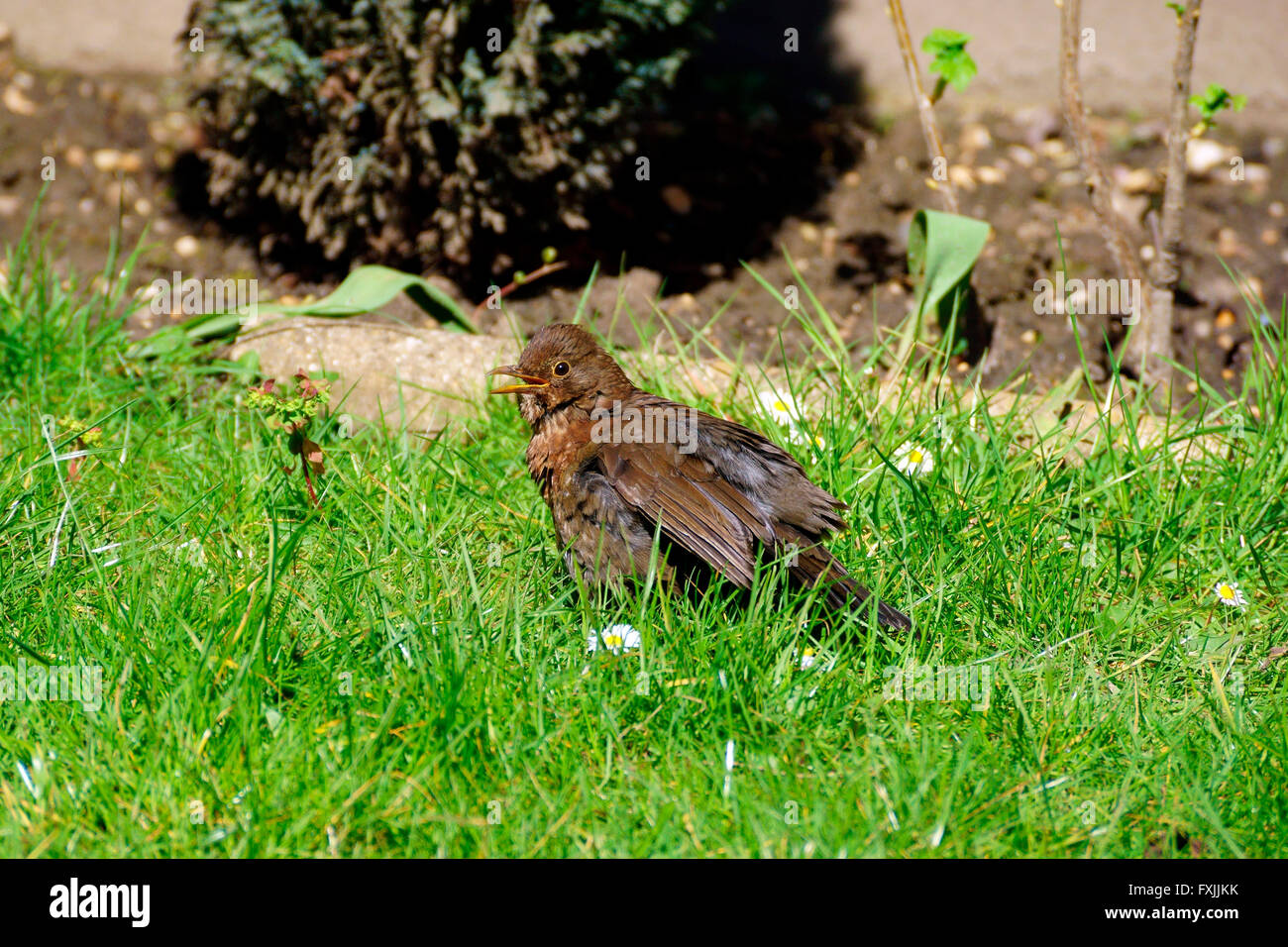 FEMALE BLACK BIRD RESTING IN THE SUN BETWEEN FEEDING YOUNG IN NEST, Stock Photo