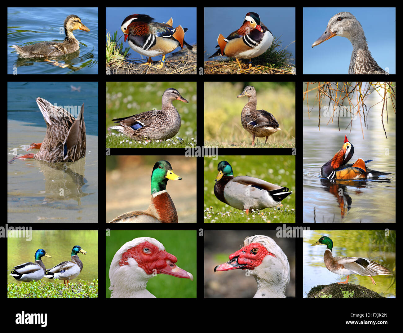 Fourtine mosaic photos of ducks Stock Photo