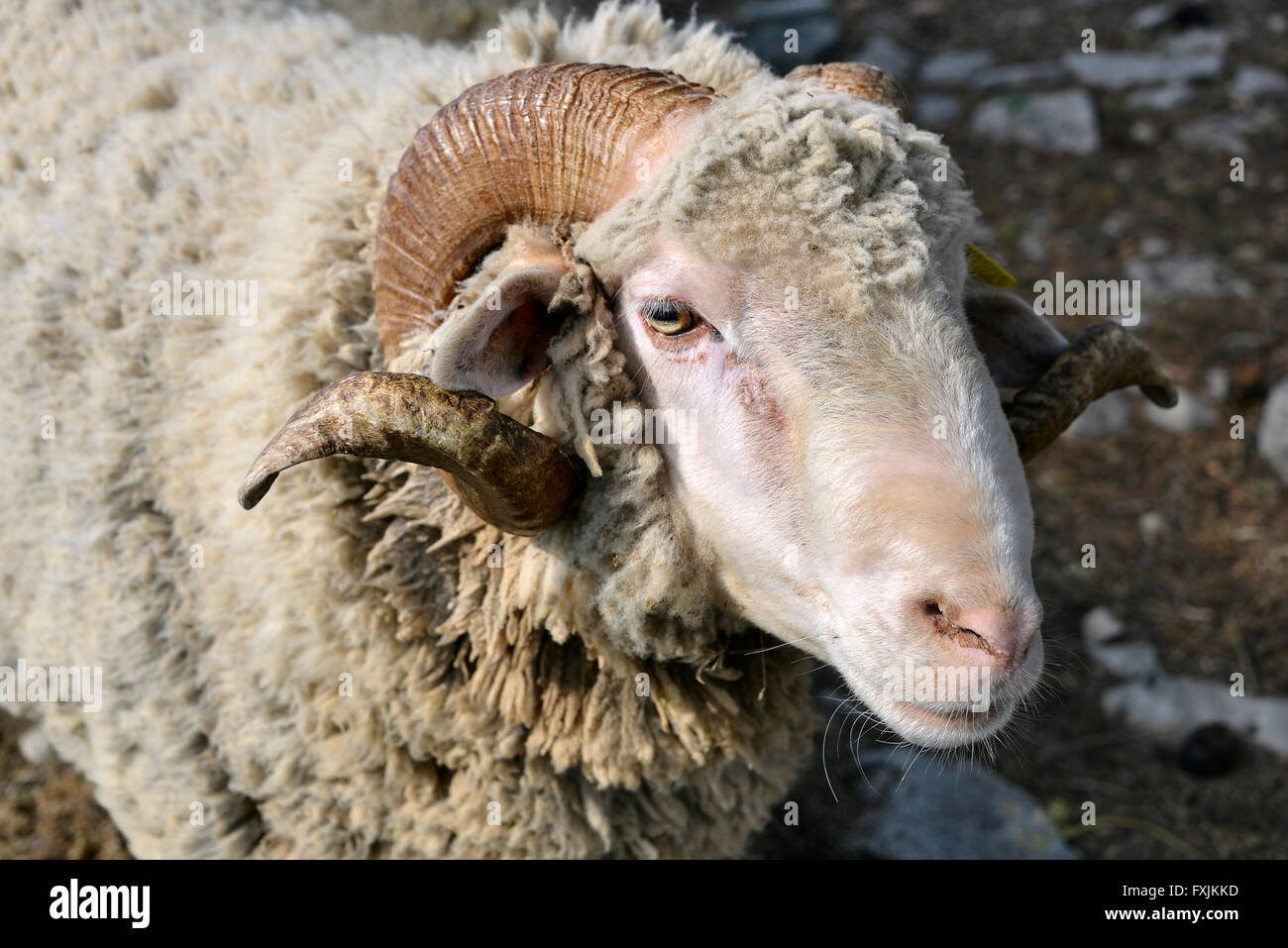 Portrait of ram (Ovis aries) Stock Photo