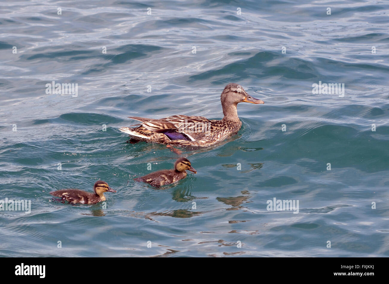 Female duck mallard (Anas platyrhynchos) swimming with two ducklings on a lake Stock Photo