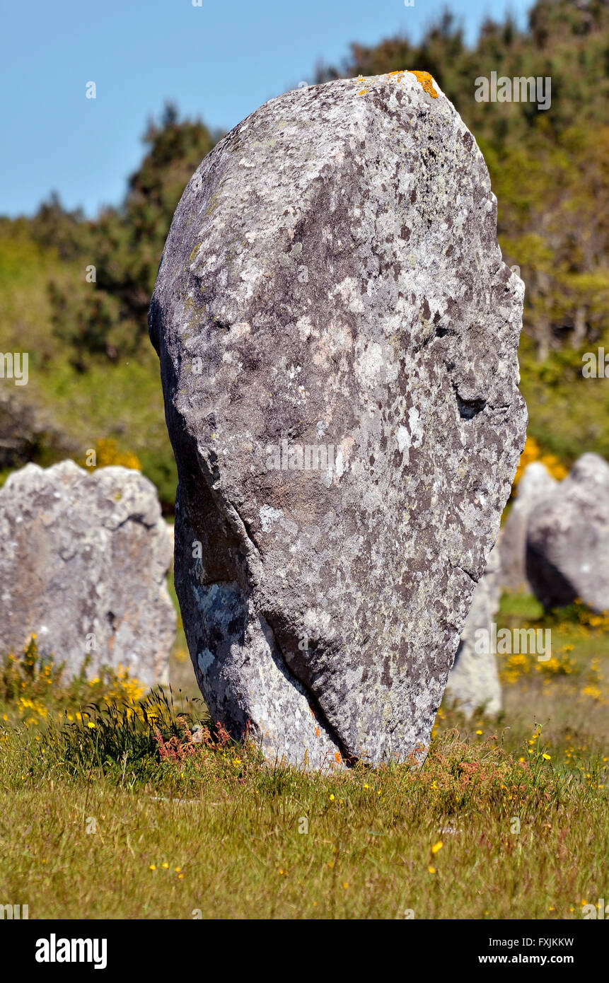 Closeup of famous standing stone at Carnac in the Morbihan department in Brittany in north-western France Stock Photo