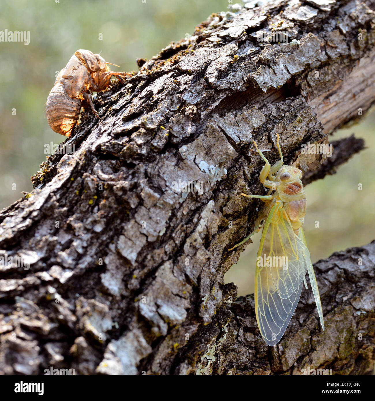 Young cicada (Lyristes plebejus) on branch tree and his exuvia Stock Photo