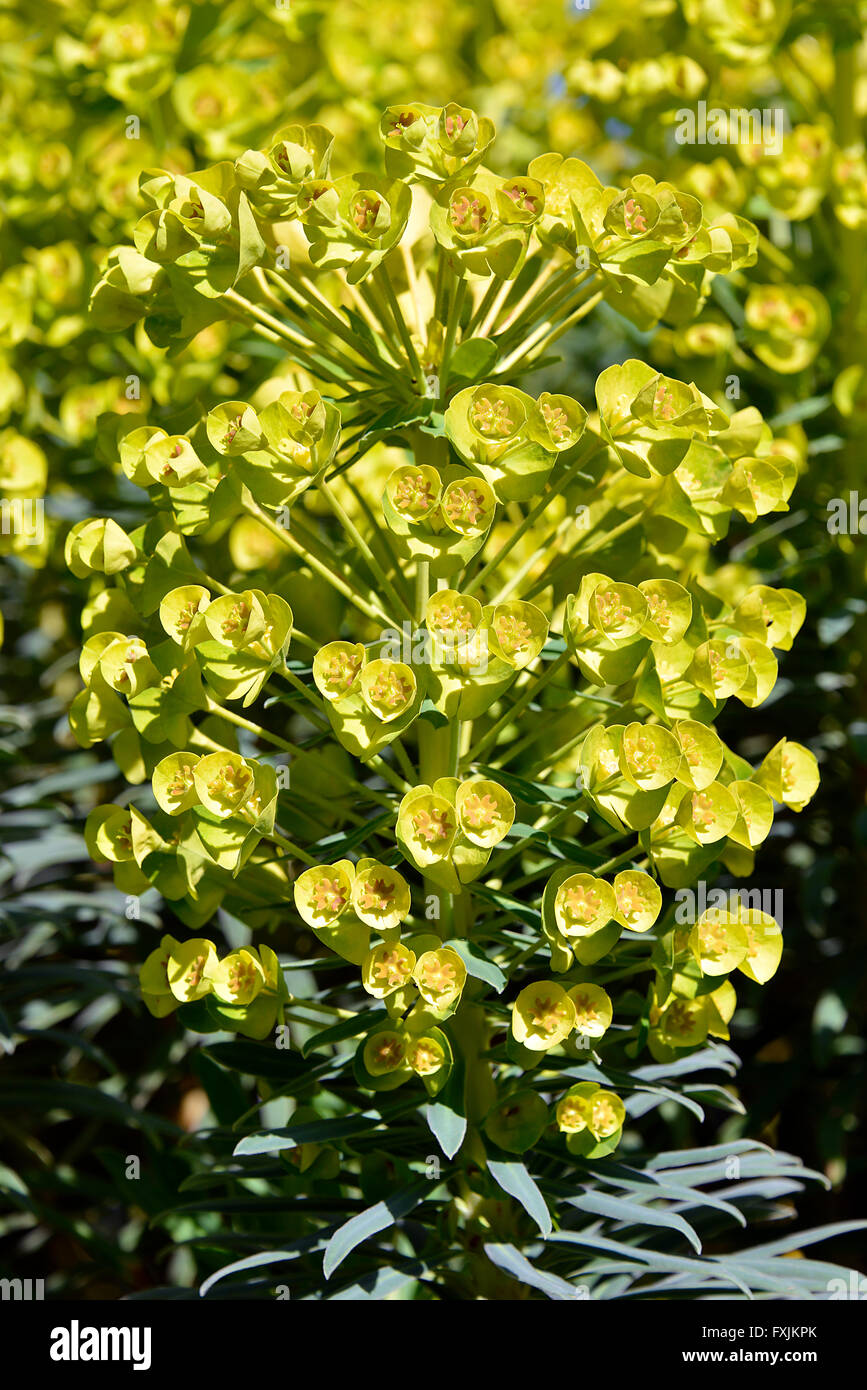 Closeup of Euphorbia characias in garden Stock Photo