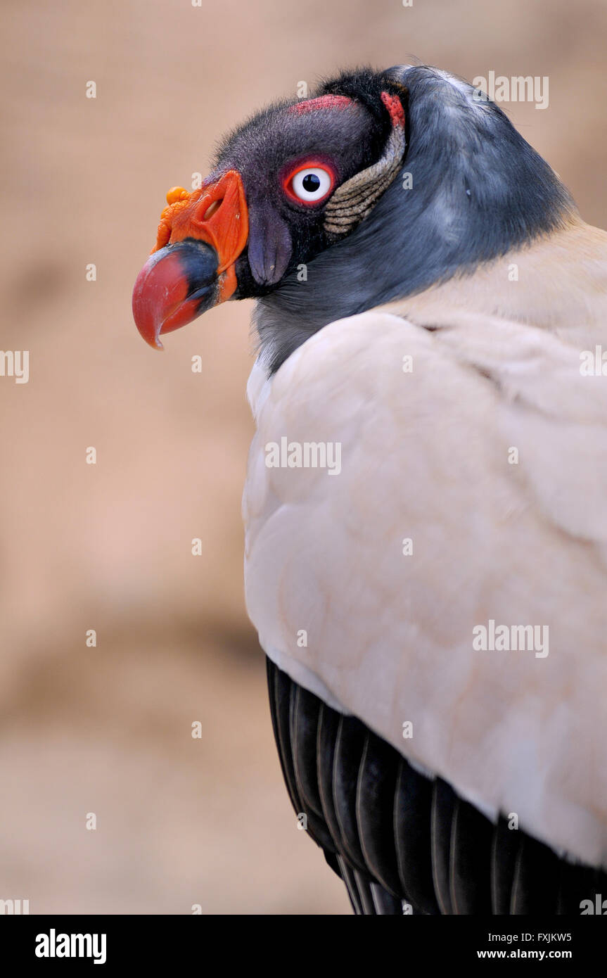 Portrait King Vulture (Sarcoramphus papa) seen from profile Stock Photo