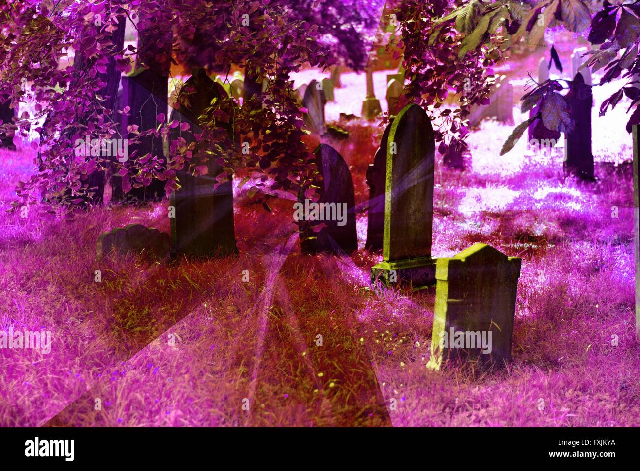 Purple Headstones High Resolution Stock Photography and Images - Alamy