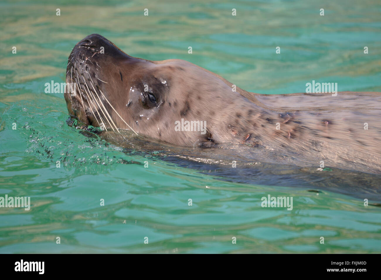 Closeup steller sea lion (Eumetopias jubatus) swimming Stock Photo
