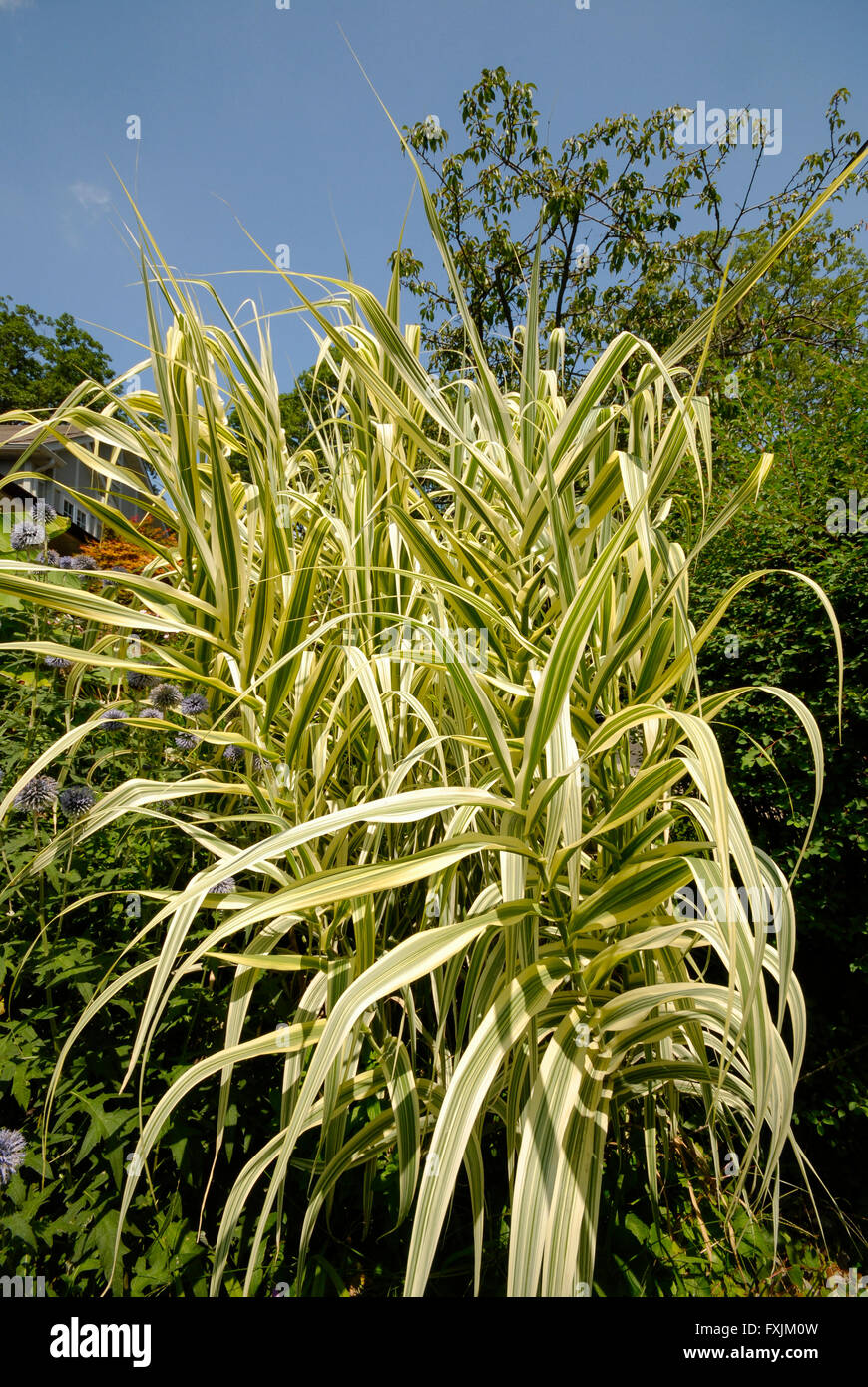 A variegated stand of Arundo donax (Giant cane) which is one of the only plants used to make musical instrument reeds. Stock Photo