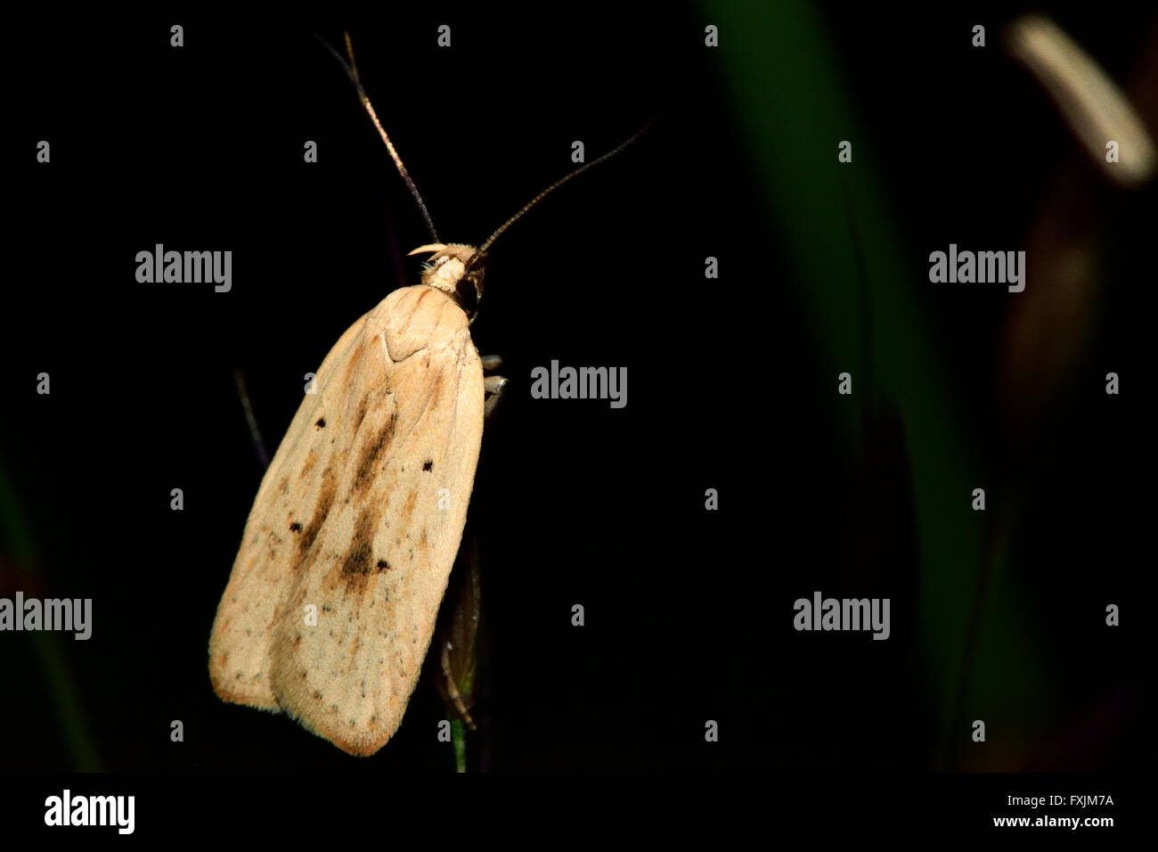 Agonopterix kaekeritziana micro moth. Plain coloured insect in the family Depressariidae Stock Photo