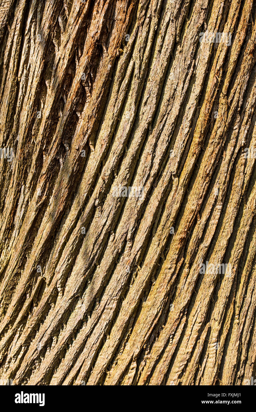 Spiral pattern tree bark hires stock photography and images Alamy