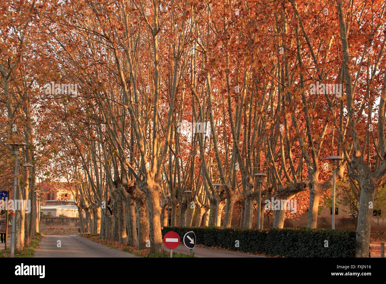 The tree lined streets of Santa Colona De Cervello, Barcelona, Spain Stock Photo