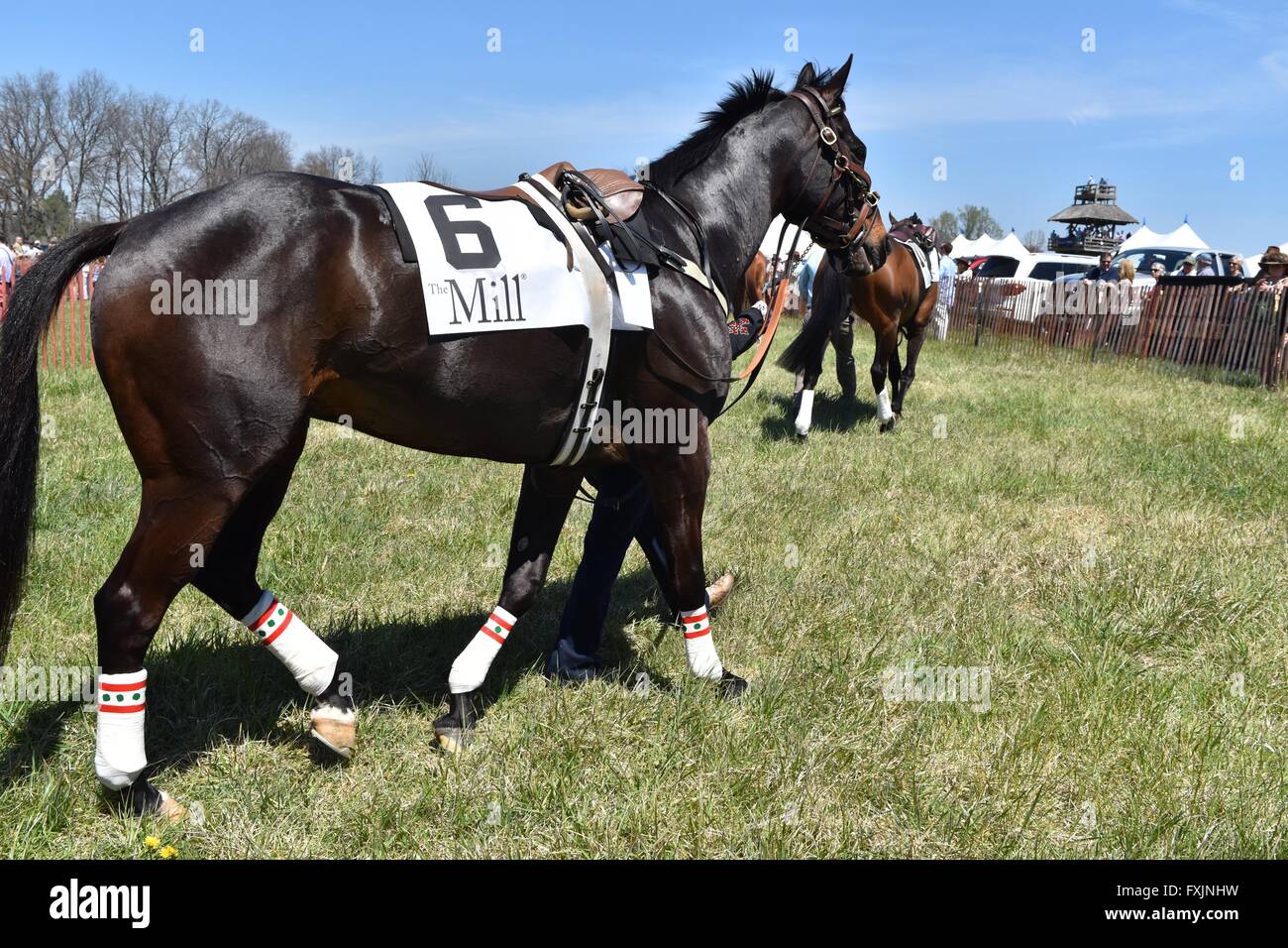 Horses Being Viewed Before Race at My Lady's Manor Steeplechase Races in Monkton, MD Stock Photo