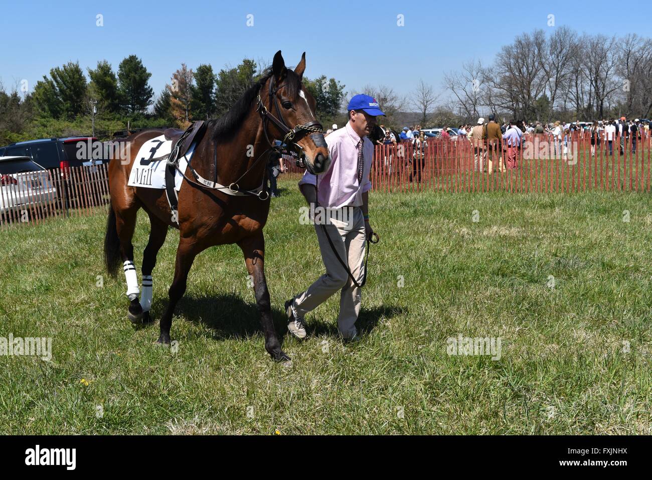 Horses Being Viewed Before Race at My Lady's Manor Steeplechase Races in Monkton, MD Stock Photo