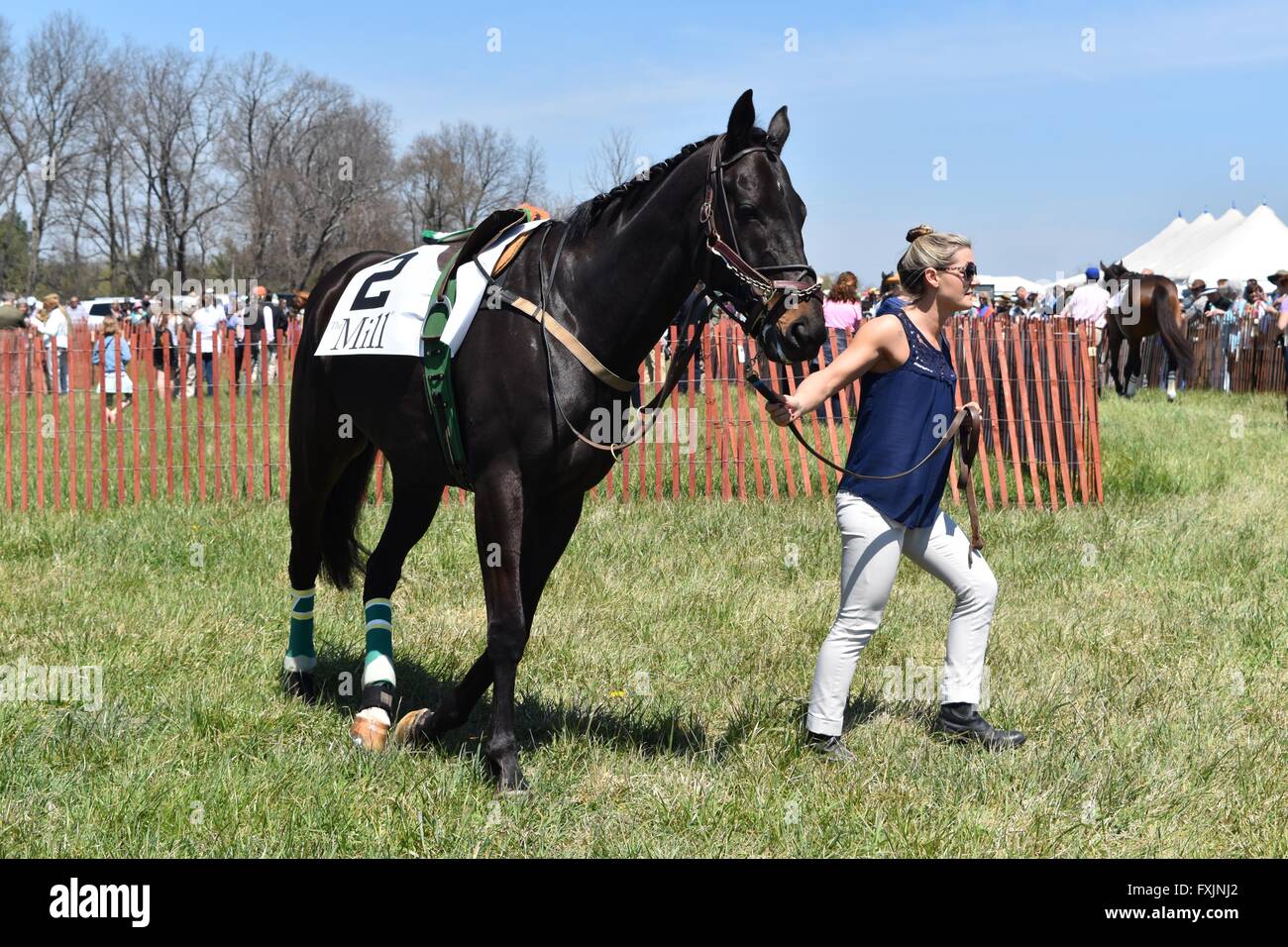 Horses Being Viewed Before Race at My Lady's Manor Steeplechase Races in Monkton, MD Stock Photo