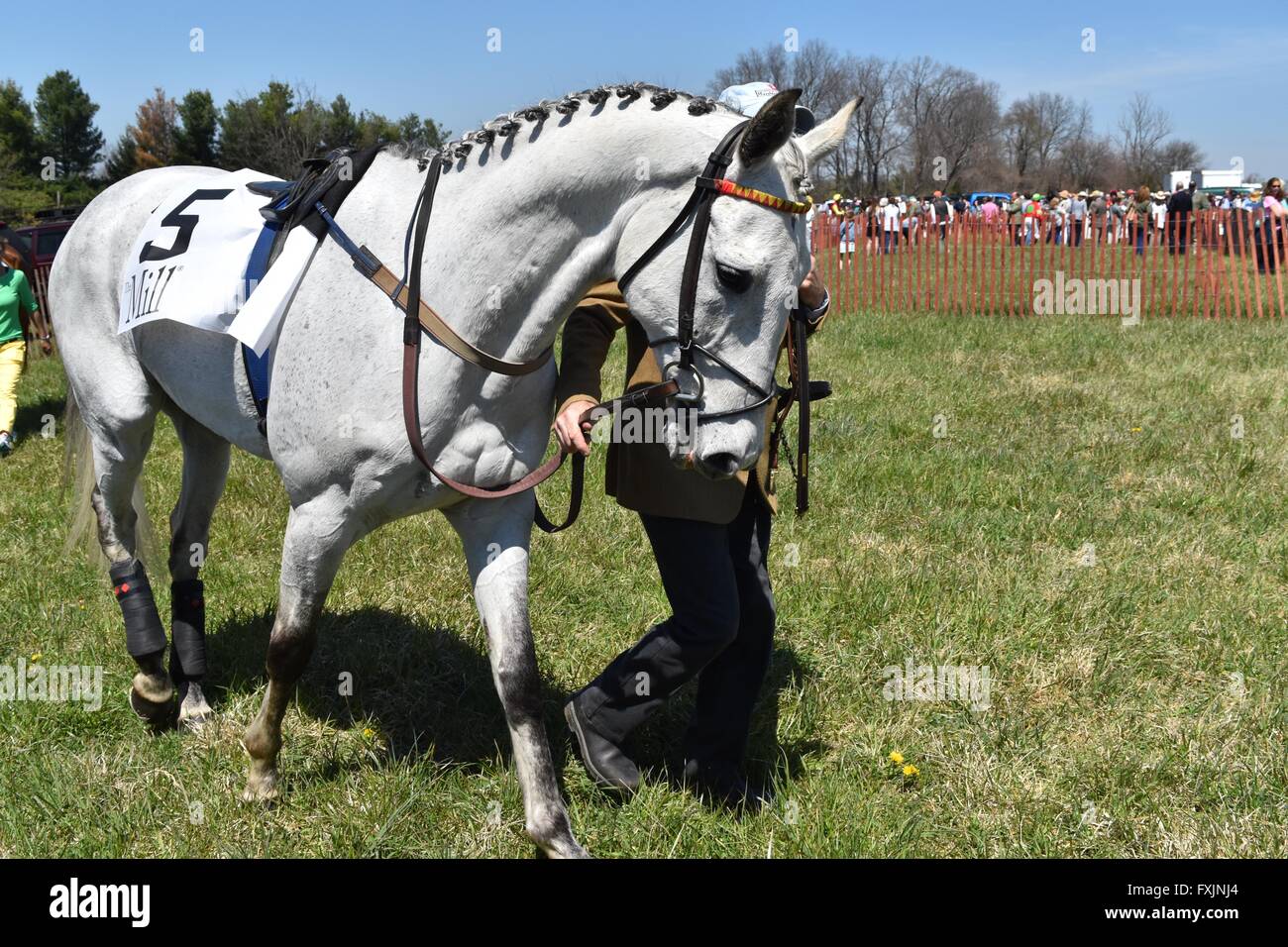 Horses Being Viewed Before Race at My Lady's Manor Steeplechase Races in Monkton, MD Stock Photo