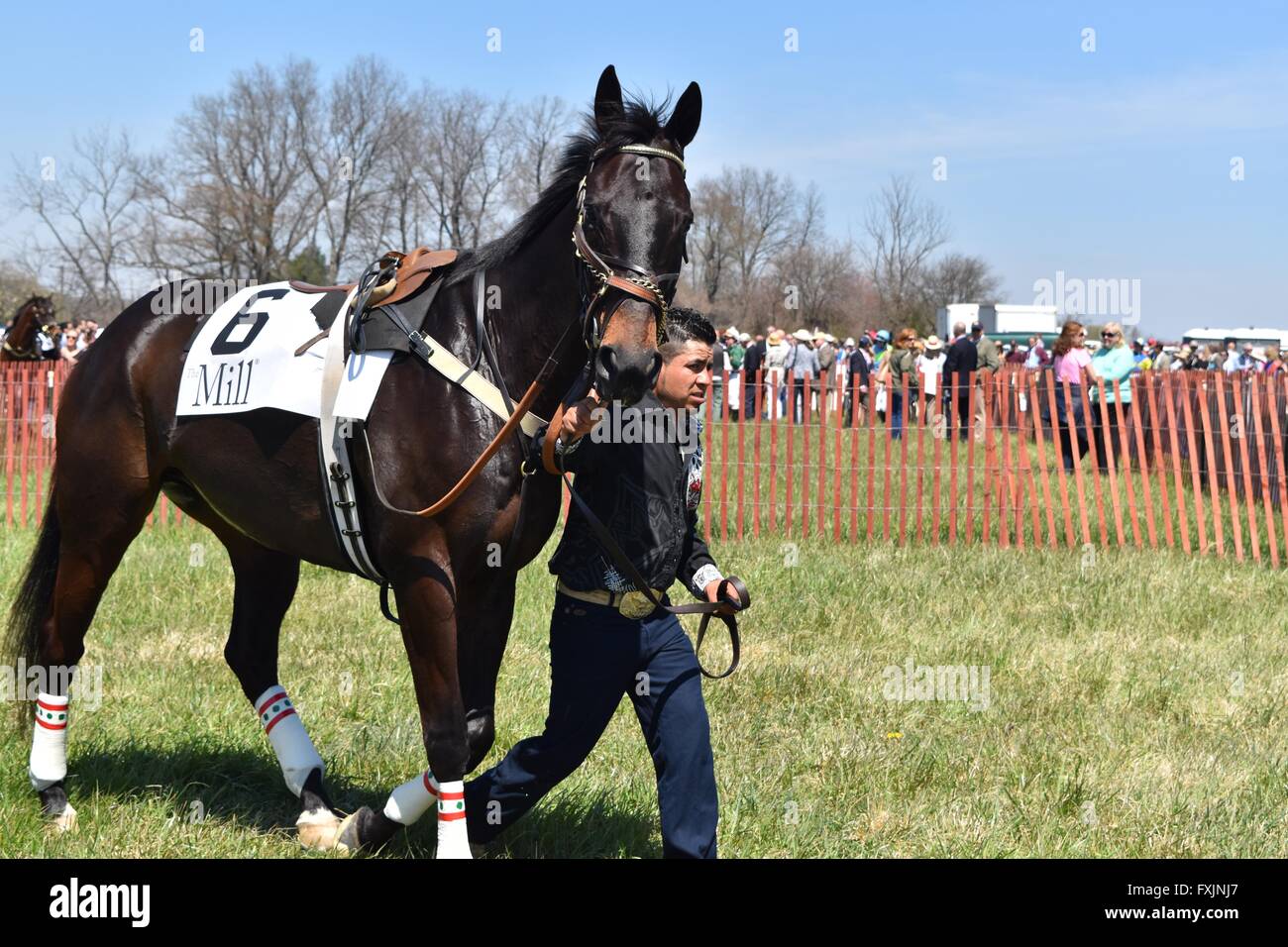 Horses Being Viewed Before Race at My Lady's Manor Steeplechase Races in Monkton, MD Stock Photo