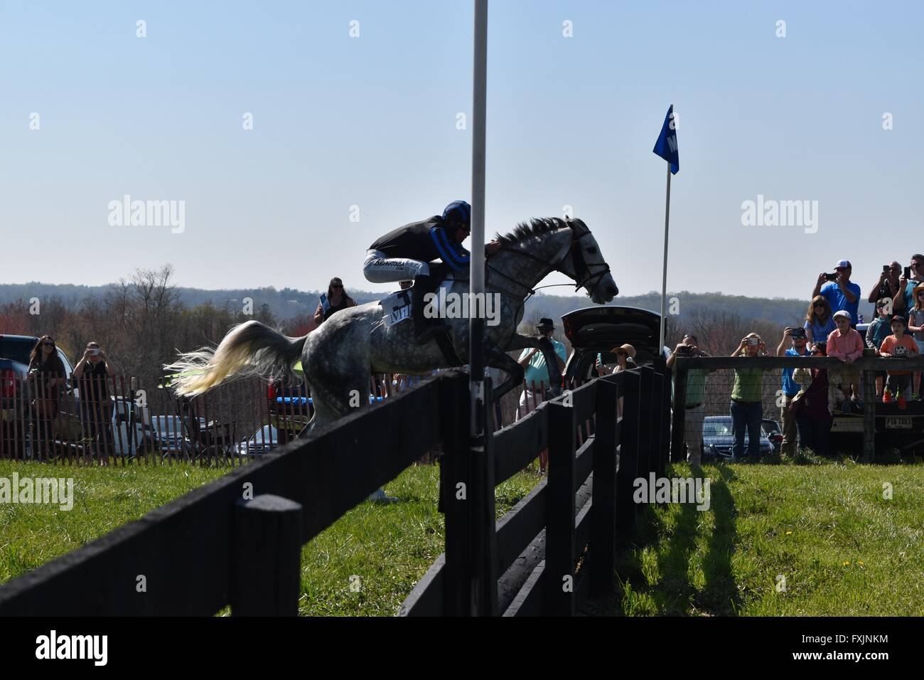 Steeplechase rider jumping at My Lady's Manor Steeplechase Races in