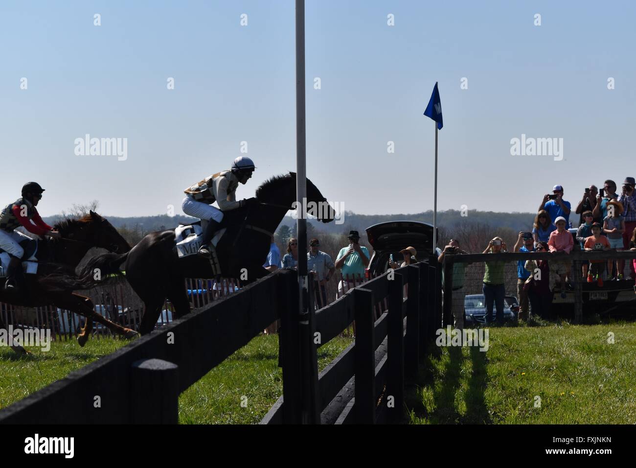 Steeplechase rider jumping at My Lady's Manor Steeplechase Races in