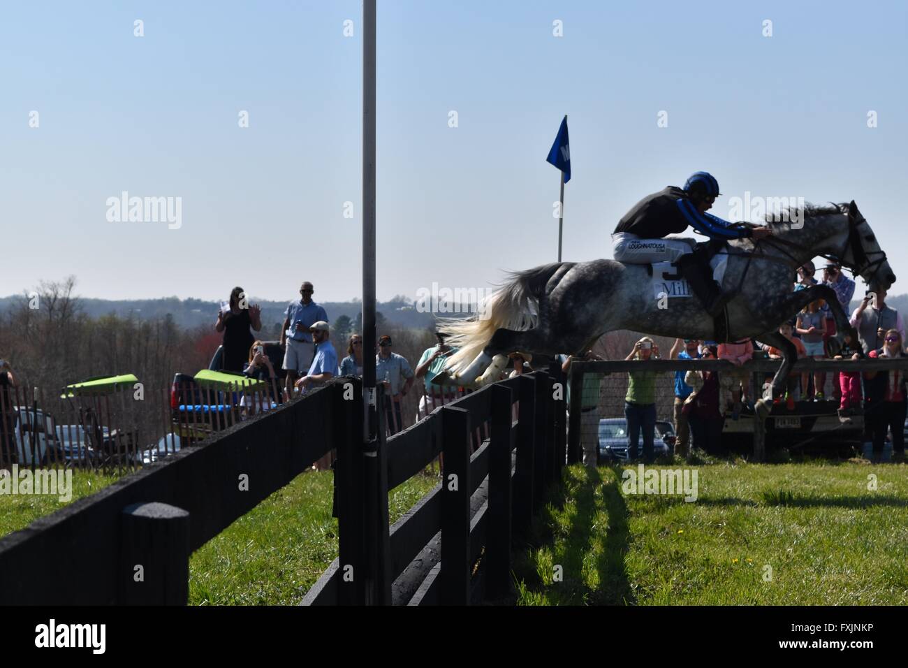 Steeplechase rider jumping at My Lady's Manor Steeplechase Races in
