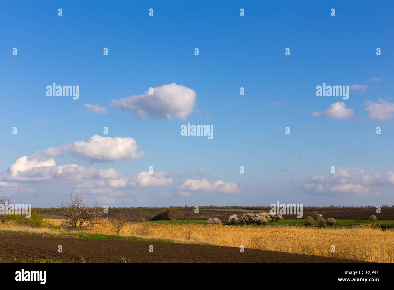 Spring rural landscape of fields under blue sky and white clouds Stock ...