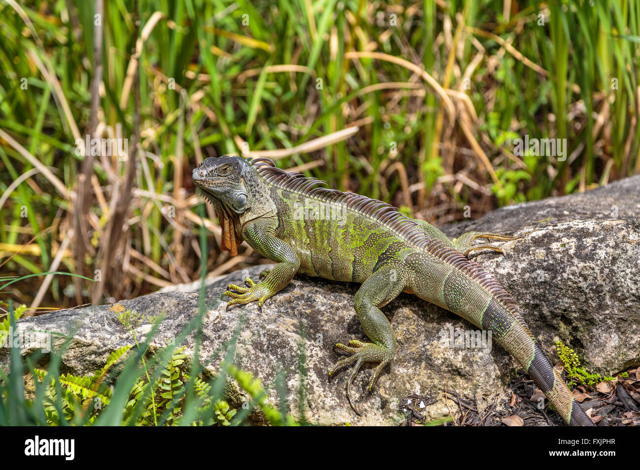 Green Iguana on a rock, South Florida USA Stock Photo