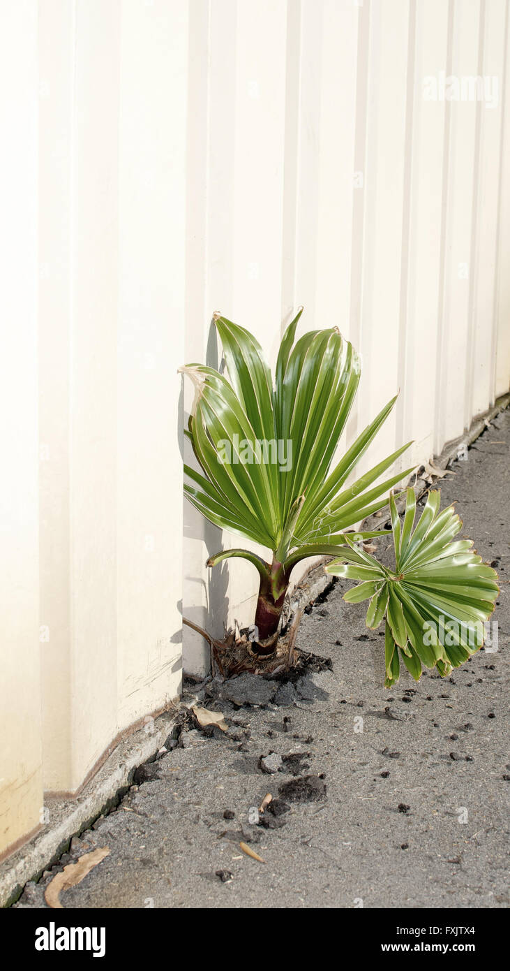 Palm tree developing in a crack between warehouse steel wall and
