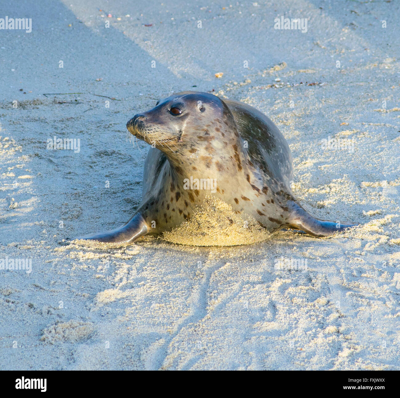 Baby Seal, La Jolla, California Stock Photo Alamy