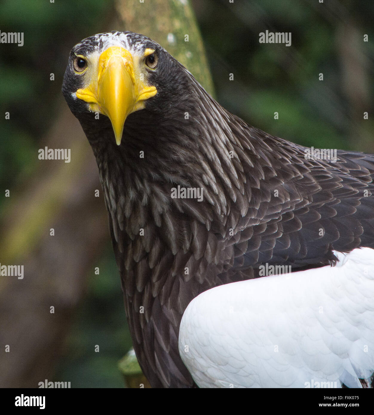 Stellar sea eagle hi-res stock photography and images - Alamy