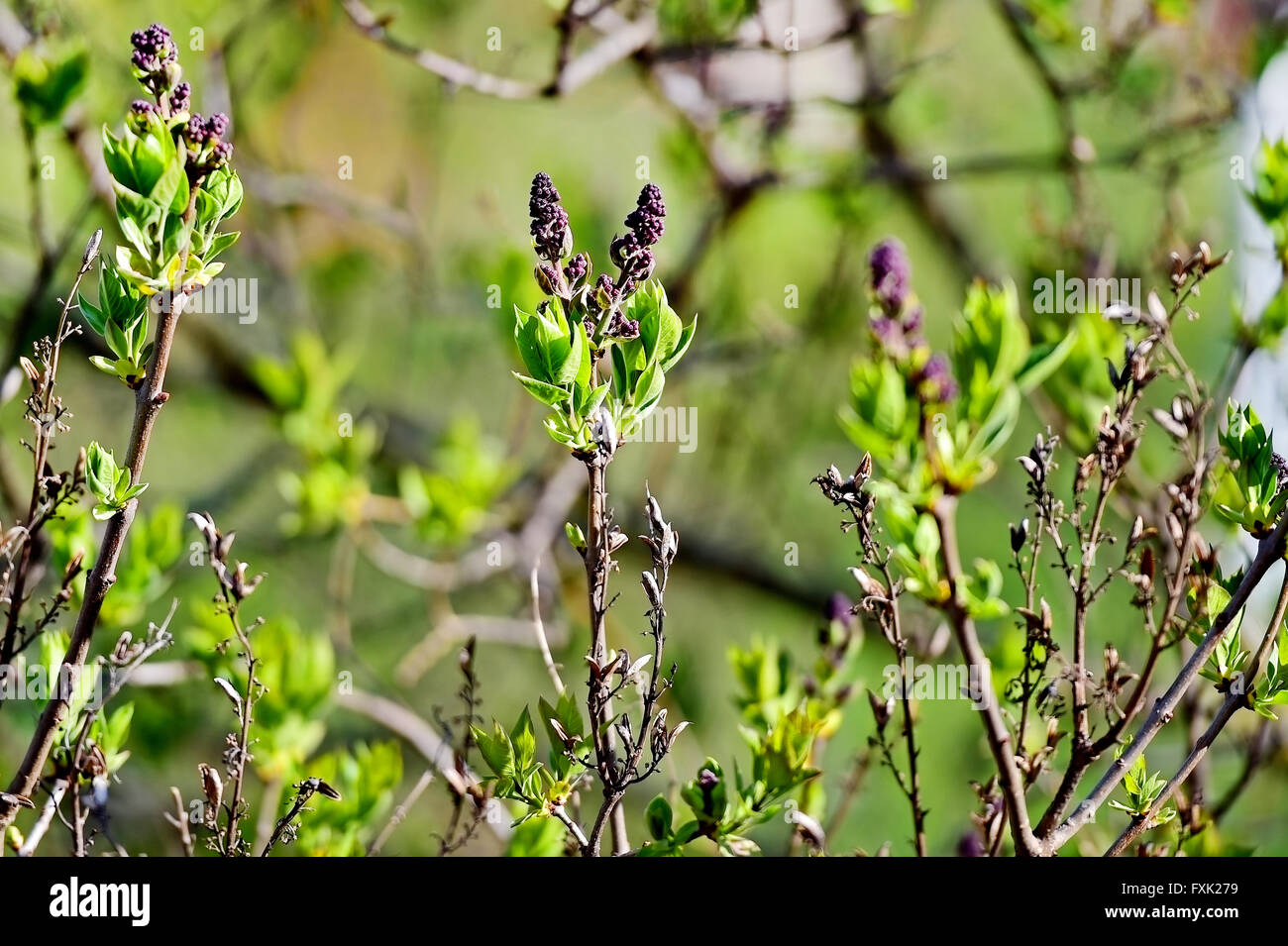 Small lilac flowers blooming on lilac tree branch in early springtime Stock Photo