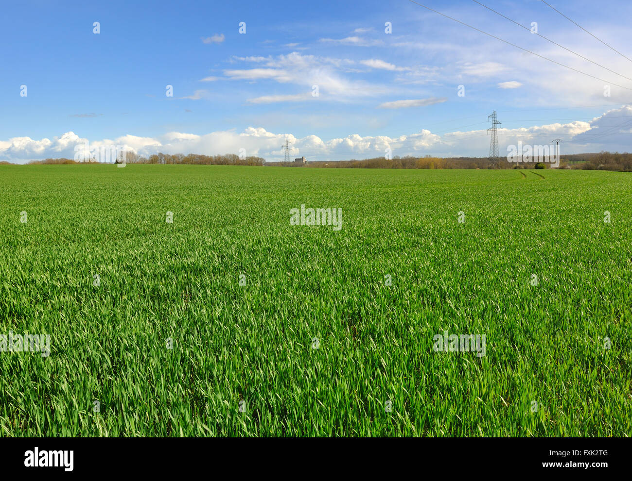 greenery-field-of-wheat-in-french-countryside-stock-photo-alamy