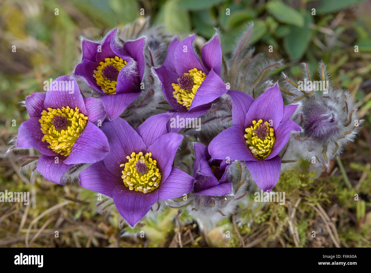 Common pasque flower (pulsatilla vulgaris), freshly bloomed flowers, biosphere area Swabian Alb, Baden-Württemberg, Germany Stock Photo