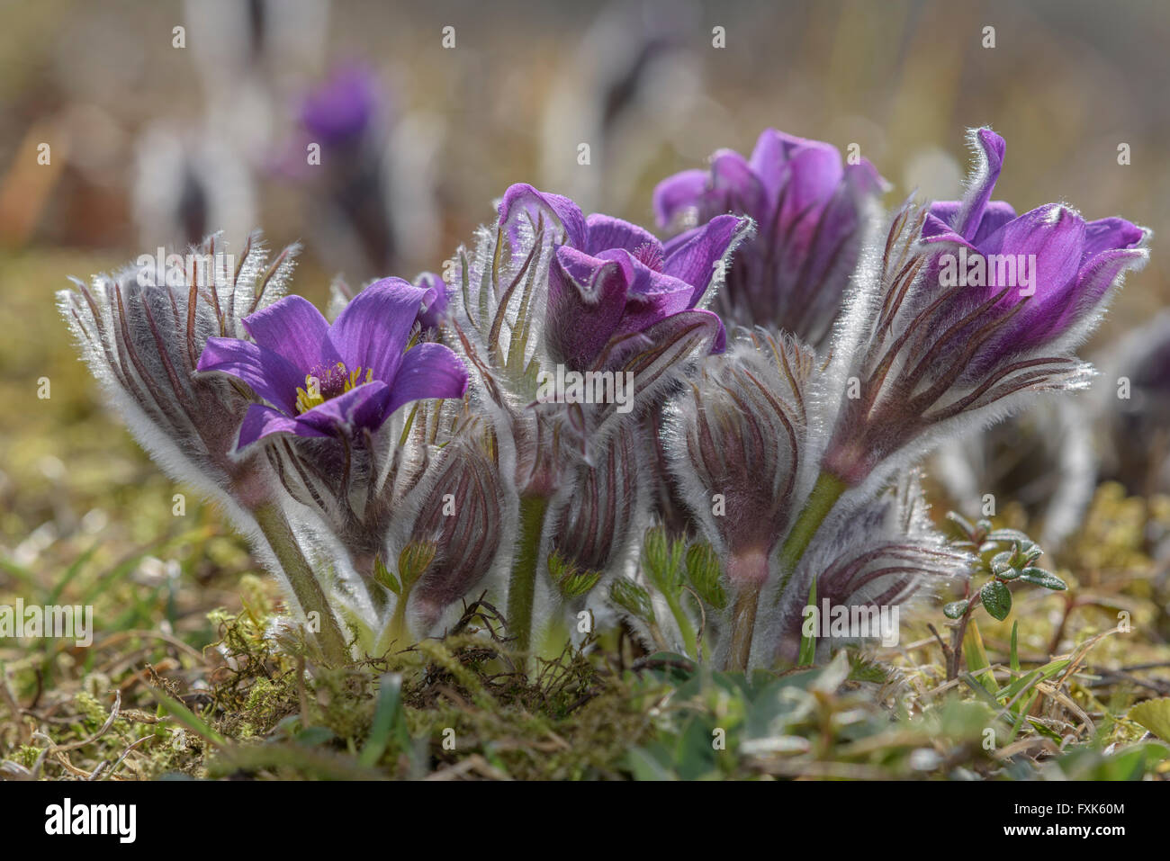 Common pasque flower (pulsatilla vulgaris), several flowers and buds in backlight, Biosphere Reserve Swabian Alb Stock Photo