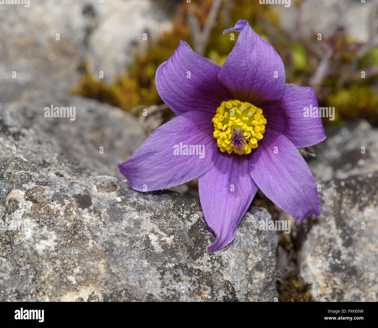 Common pasque flower (pulsatilla vulgaris), single flower in rock, Biosphere Reserve Swabian Alb, Baden-Württemberg, Germany Stock Photo