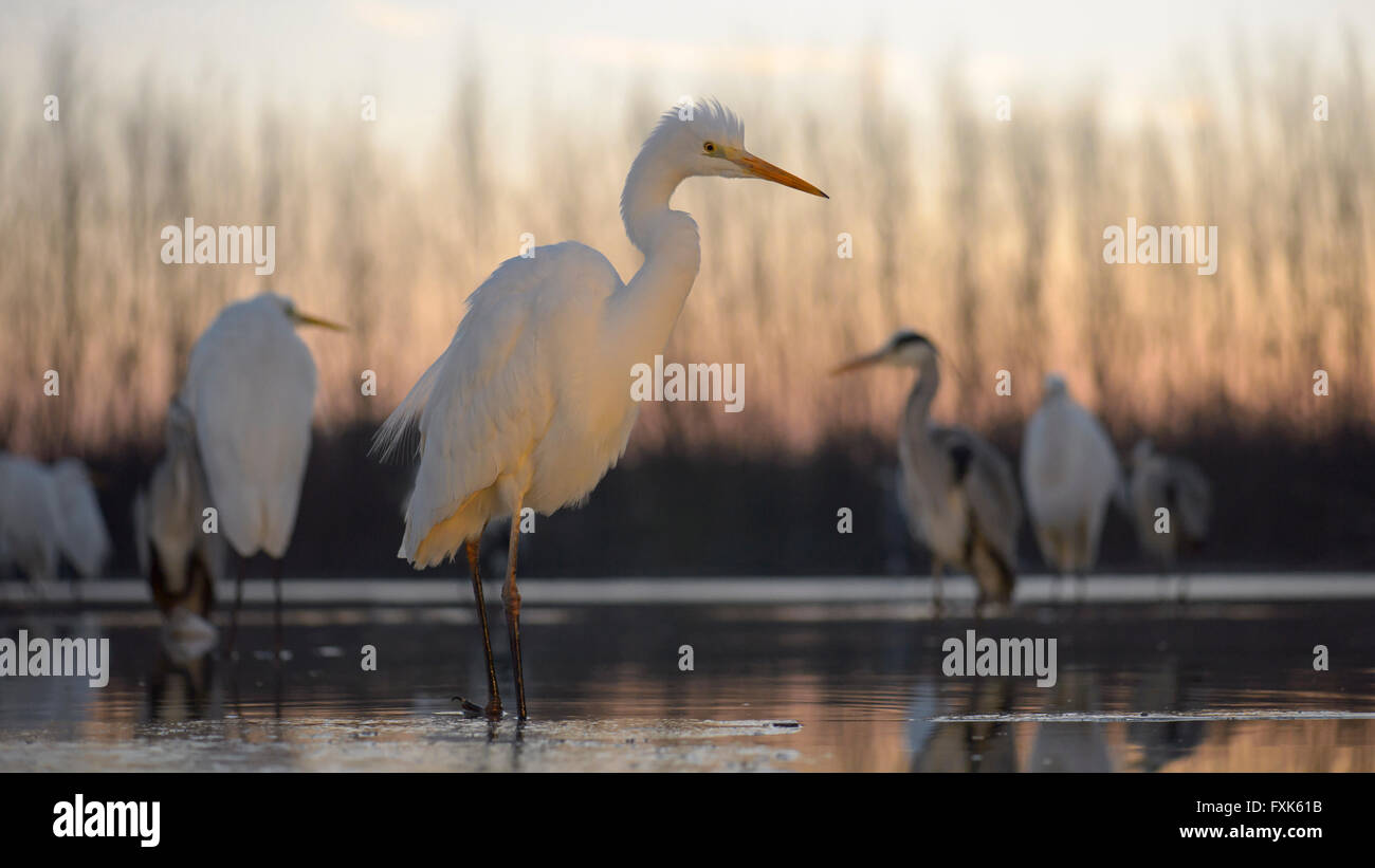 Great Egret (Casmerodius albus), several herons standing in water, dawn, Kiskunság National Park, Hungary Stock Photo
