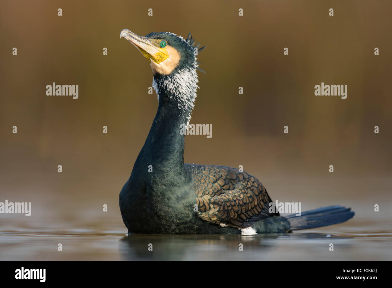Cormorant (Phalacrocorax carbo), adult in breeding plumage in shallow ...
