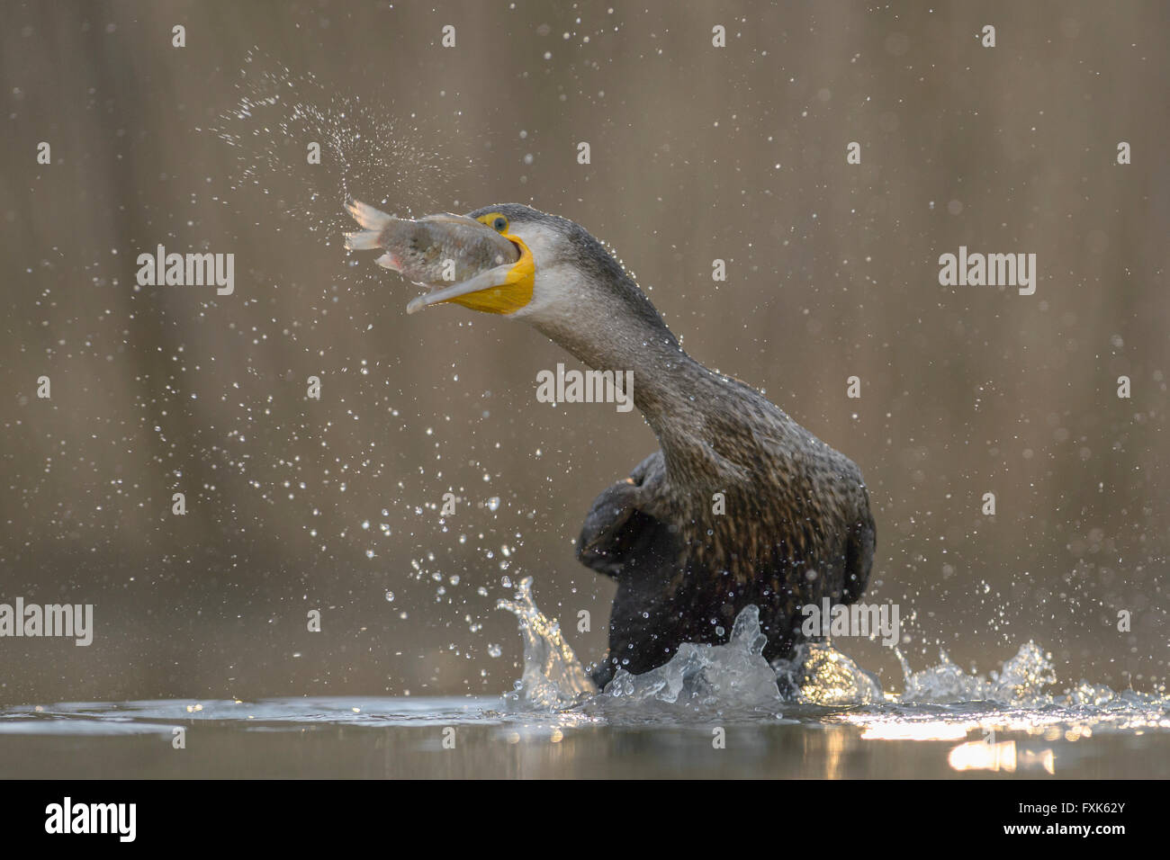Cormorant (Phalacrocorax carbo), young bird from the previous year fishing, Kiskunság National Park, Hungary Stock Photo