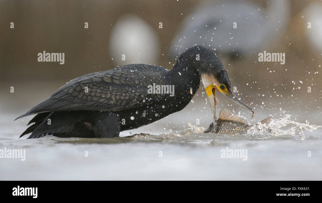 Cormorant (Phalacrocorax carbo), adult in winter plumage fishing, Kiskunság National Park, Hungary Stock Photo