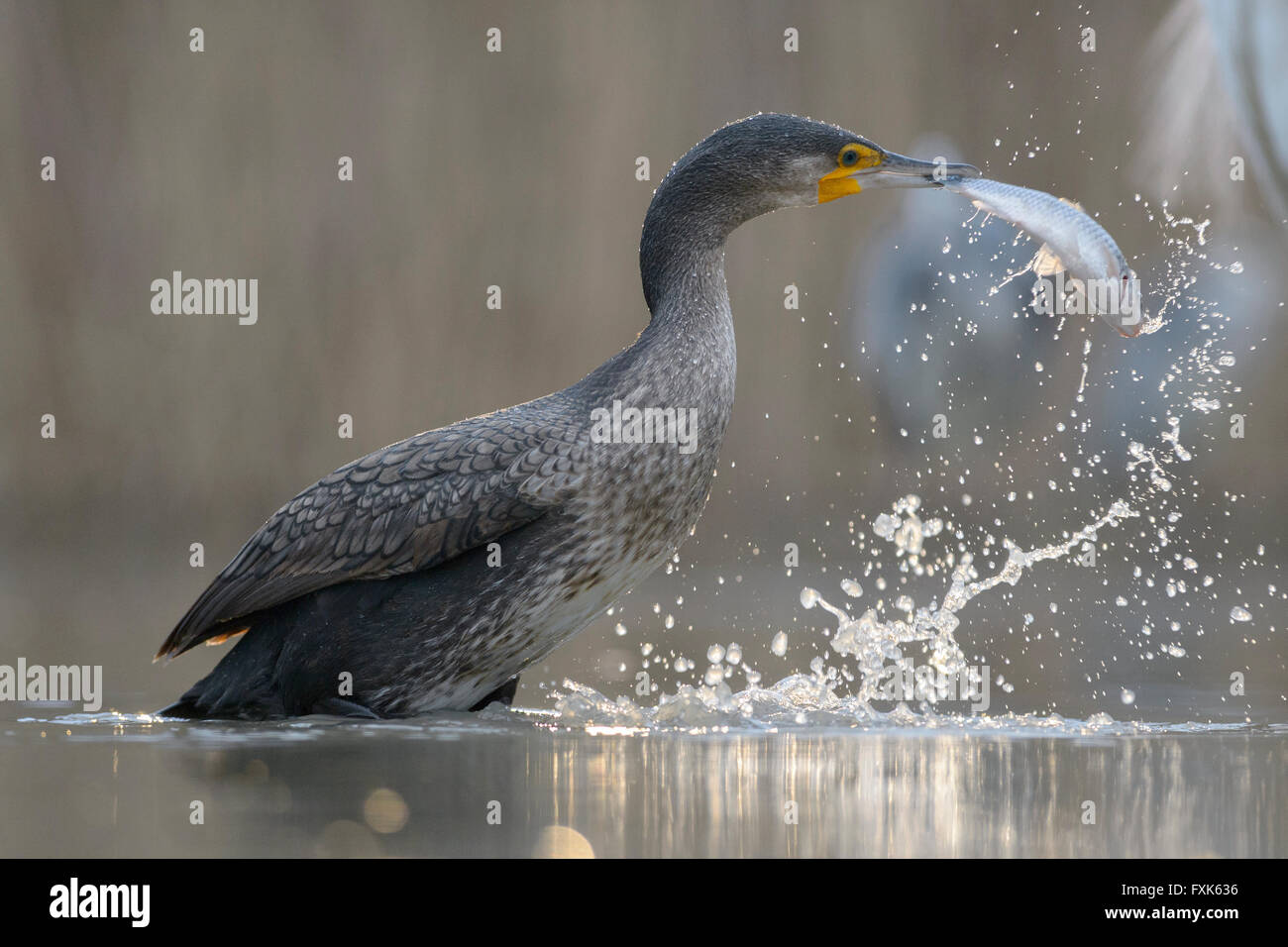 Cormorant (Phalacrocorax carbo), young bird from the previous year fishing, Kiskunság National Park, Hungary Stock Photo
