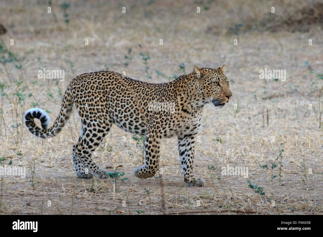Leopard (Panthera pardus), prowling, South Luangwa National Park, Zambia Stock Photo
