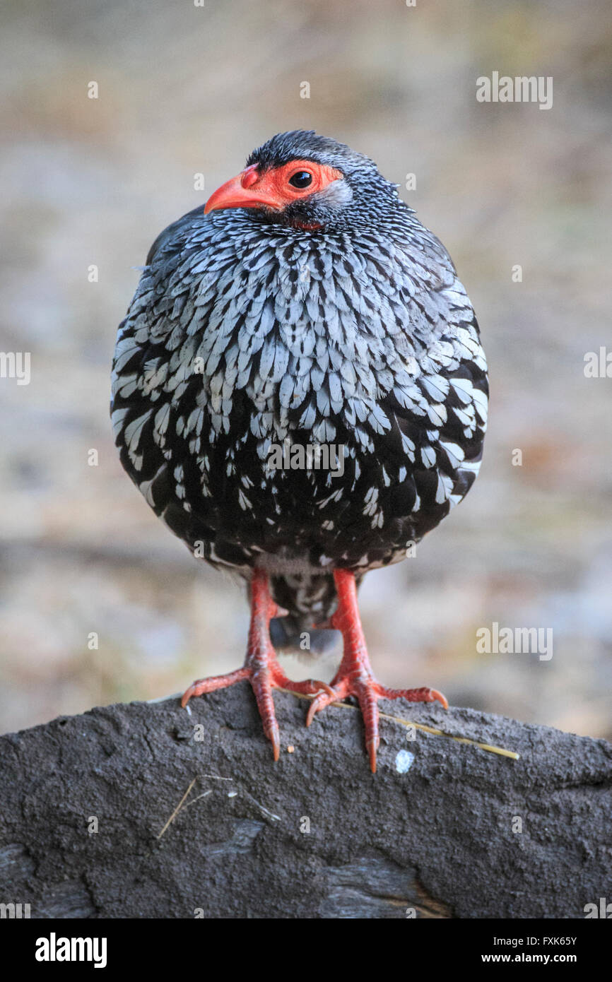 Red-necked spurfowl (Francolinus afer), South Luangwa National Park, Zambia Stock Photo