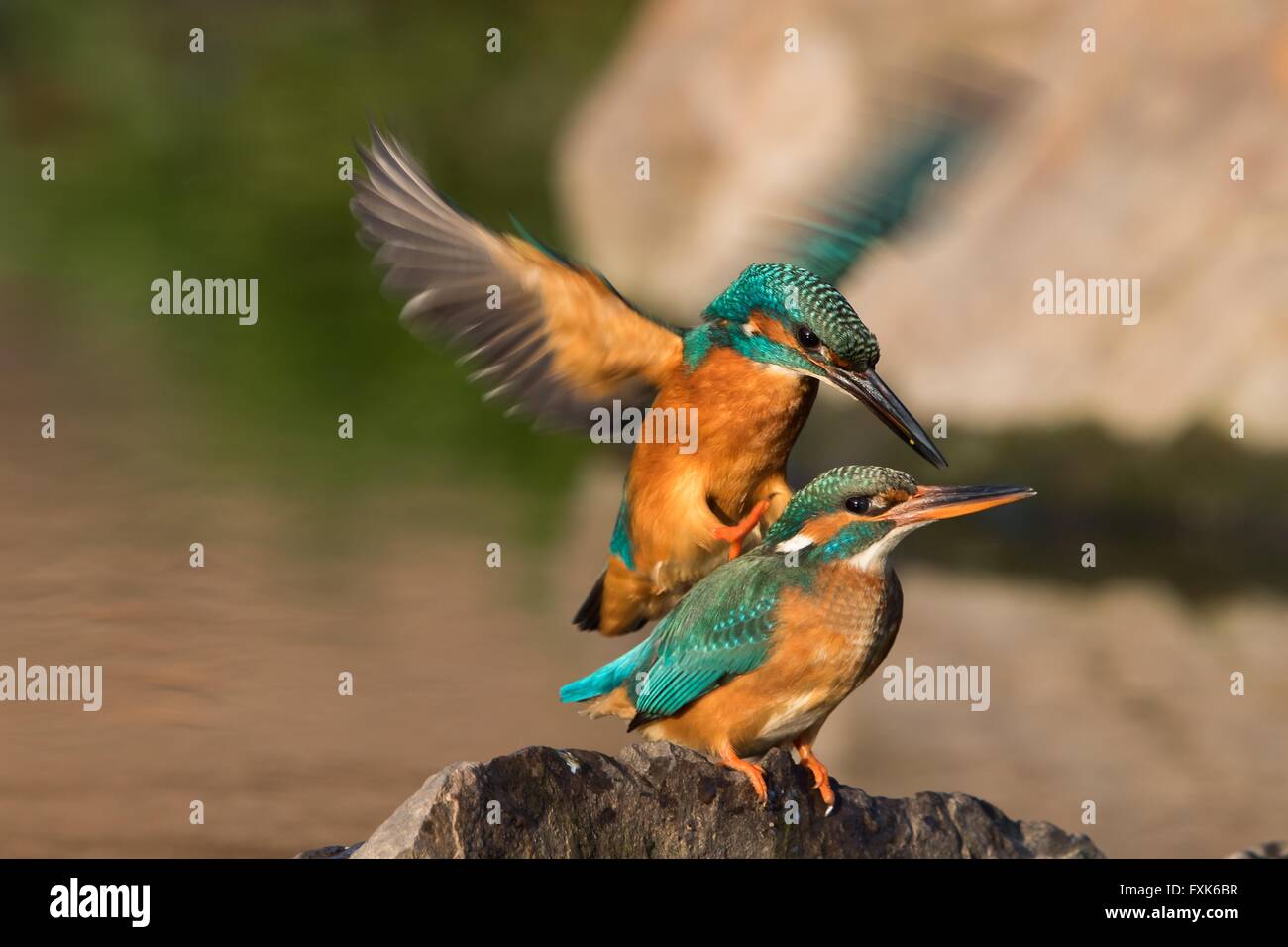 Male Kingfisher (Alcedo atthis) landing on the female, mating, Hesse, Germany Stock Photo