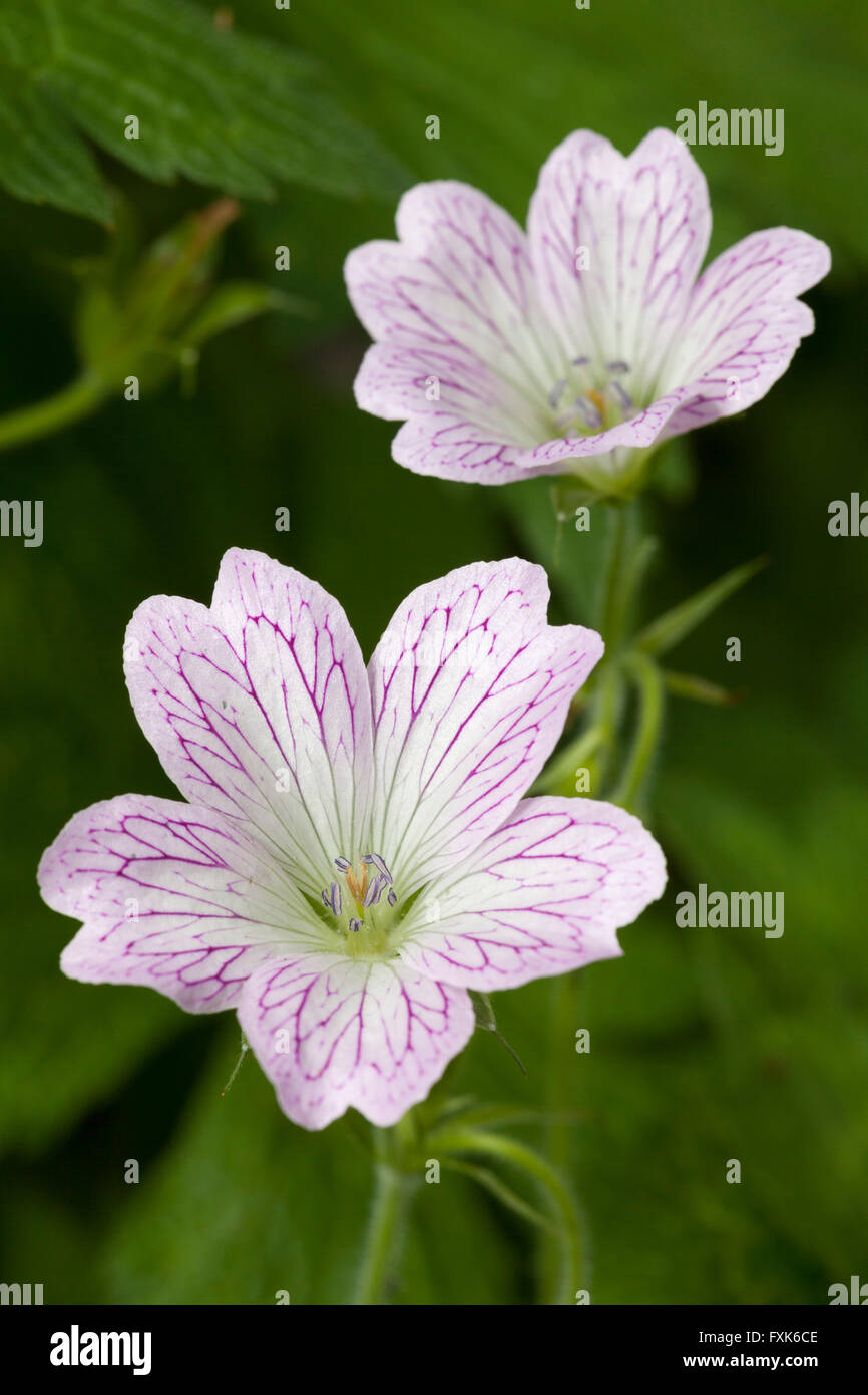 Bloom, malva (Malva sp.), North Rhine-Westphalia, Germany Stock Photo