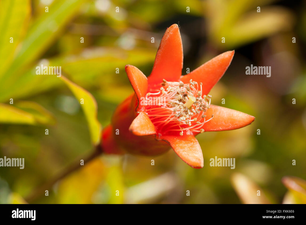 Pomegranate (Punica granatum) flower Stock Photo