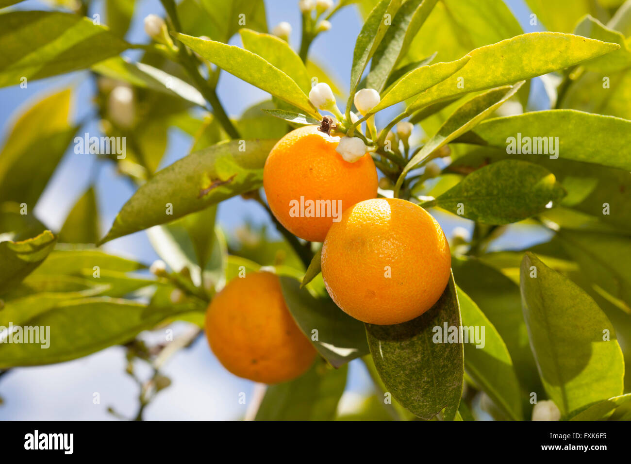 Sweet lime or sweet lemon (Citrus limetta Pursha) Stock Photo