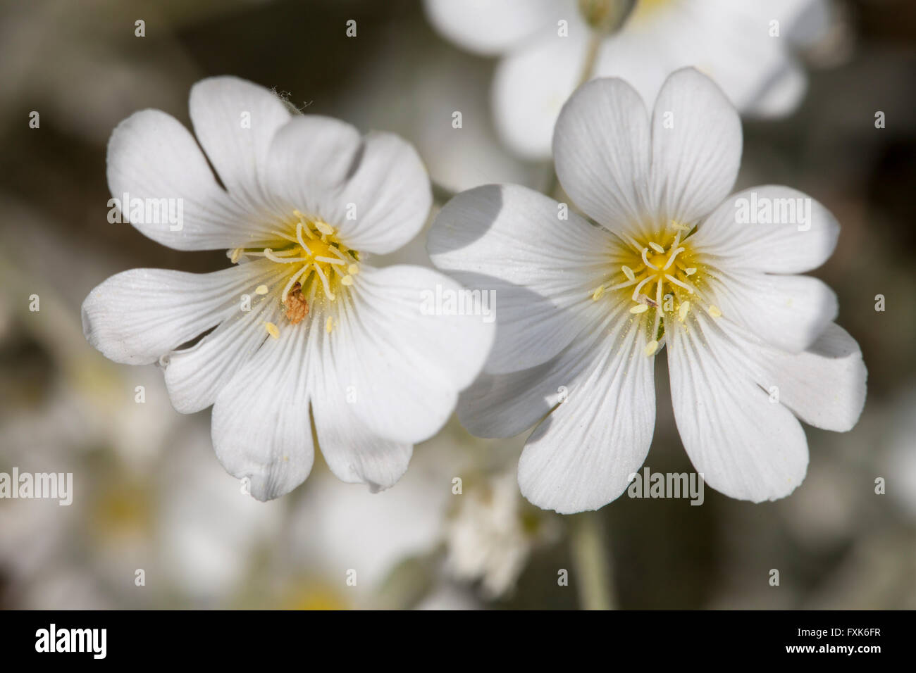 White flowers of a Snow-in-Summer plant (Cerastium tomentosum) Stock Photo