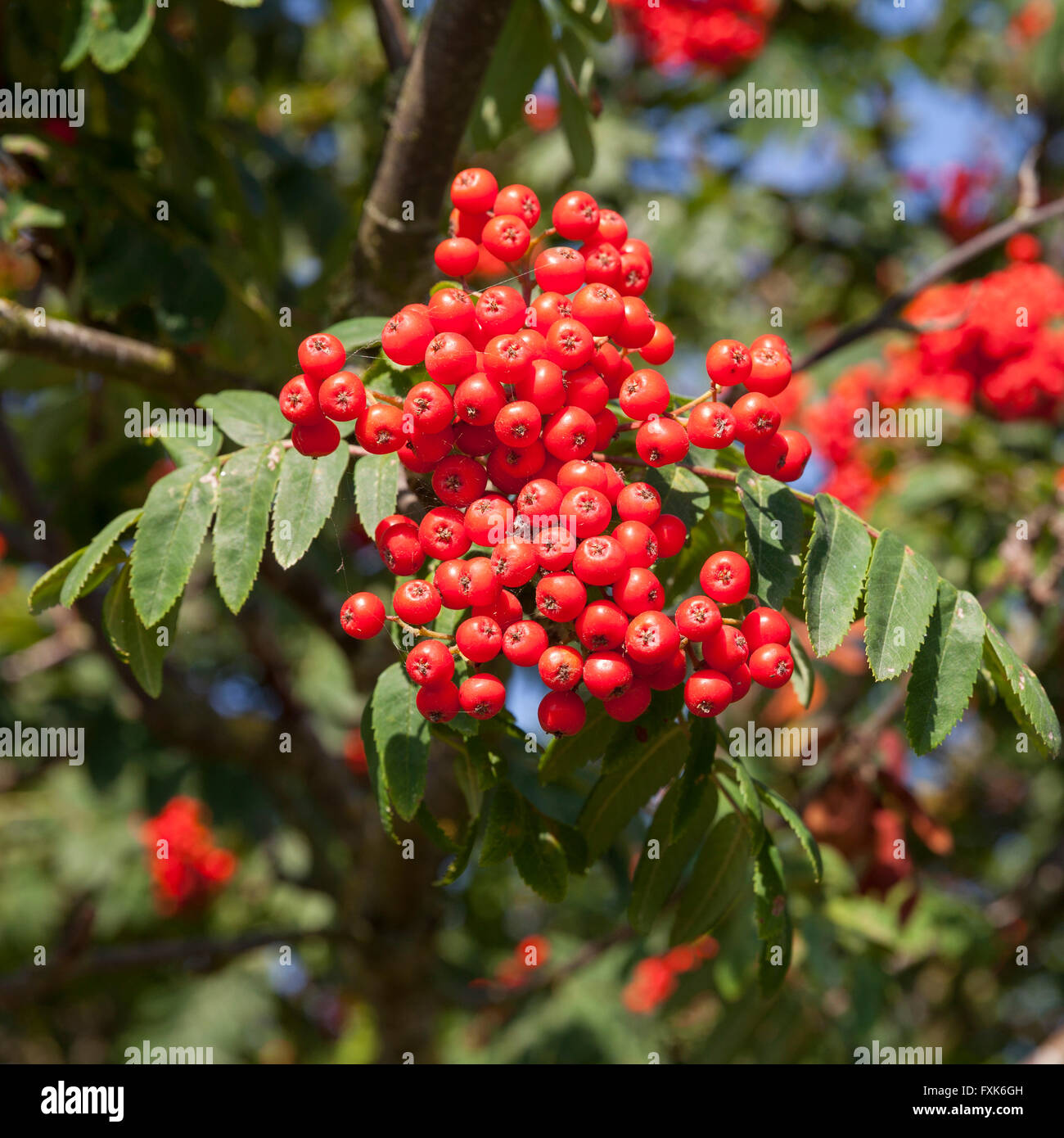 Mountain ash or rowan (Sorbus aucuparia) Stock Photo