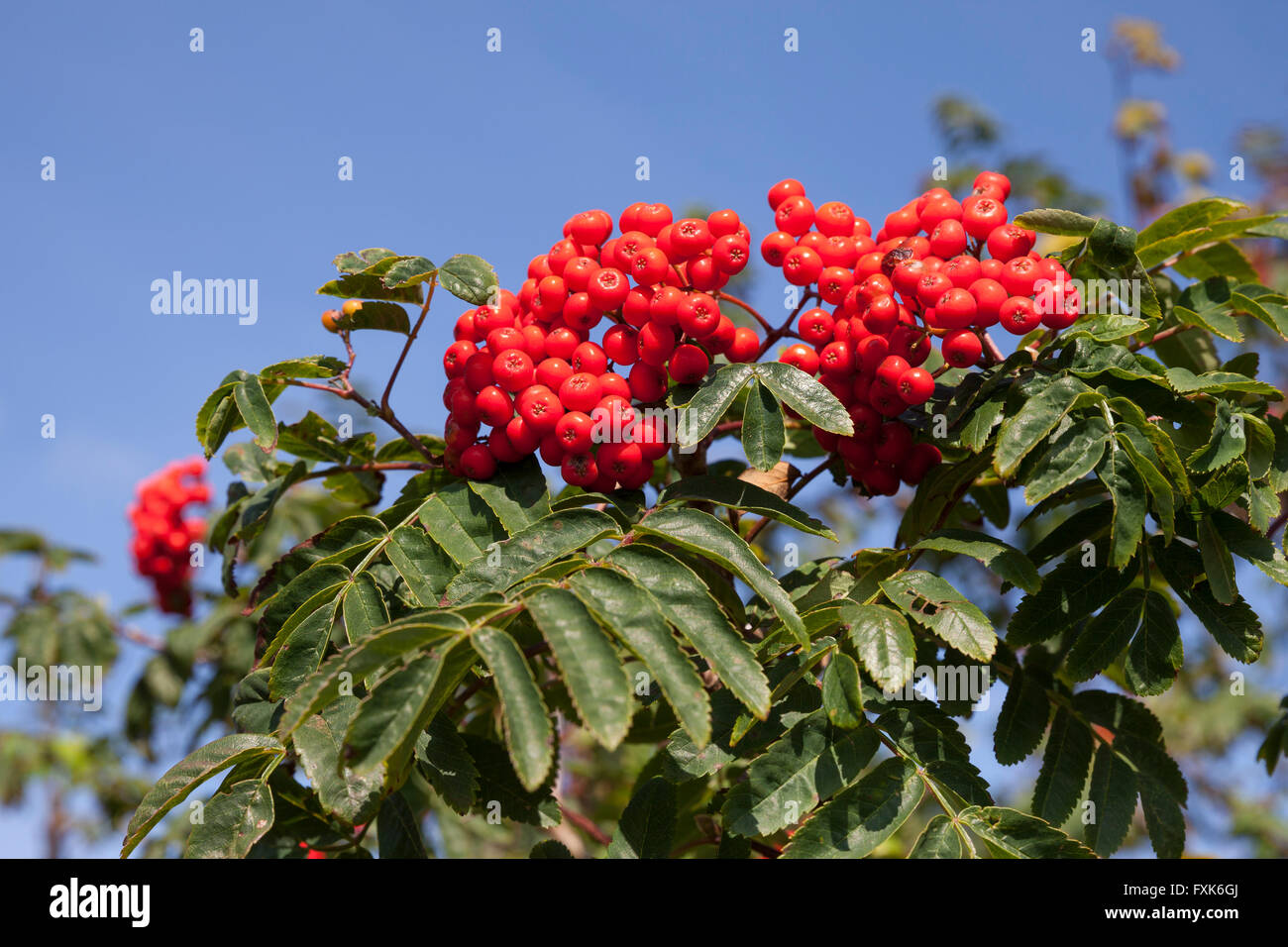 Mountain ash or rowan (Sorbus aucuparia) Stock Photo