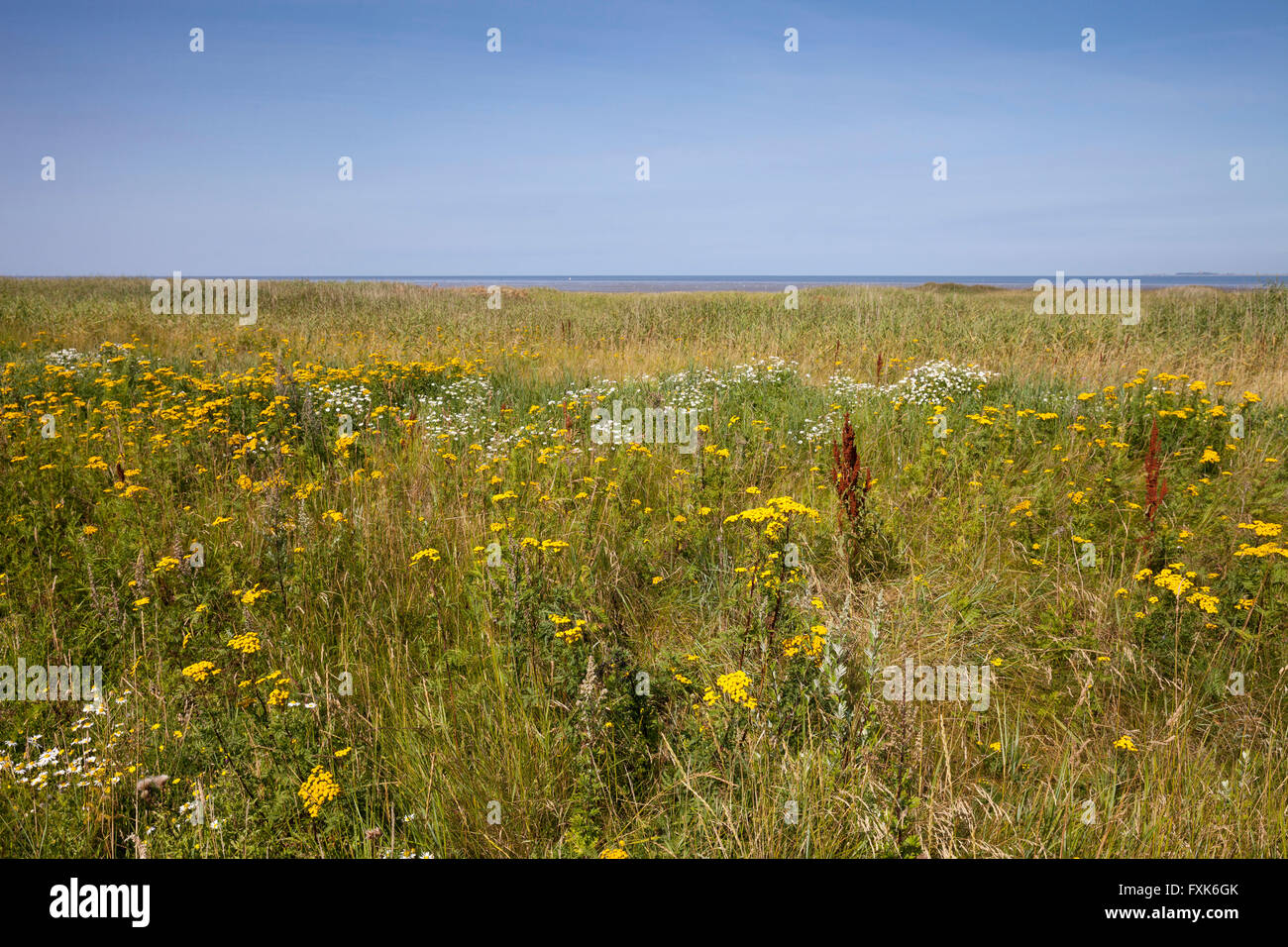 Flowering meadow in the resting area in the Lower Saxon Wadden Sea National Park, North Sea, Lower Saxony, Germany Stock Photo