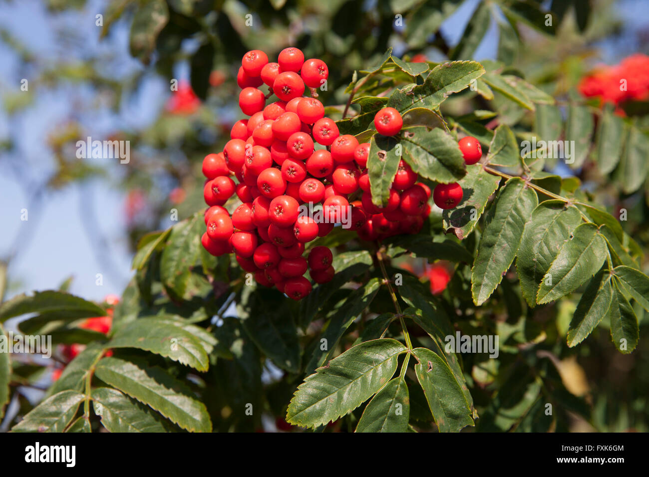 Mountain ash or rowan (Sorbus aucuparia) Stock Photo