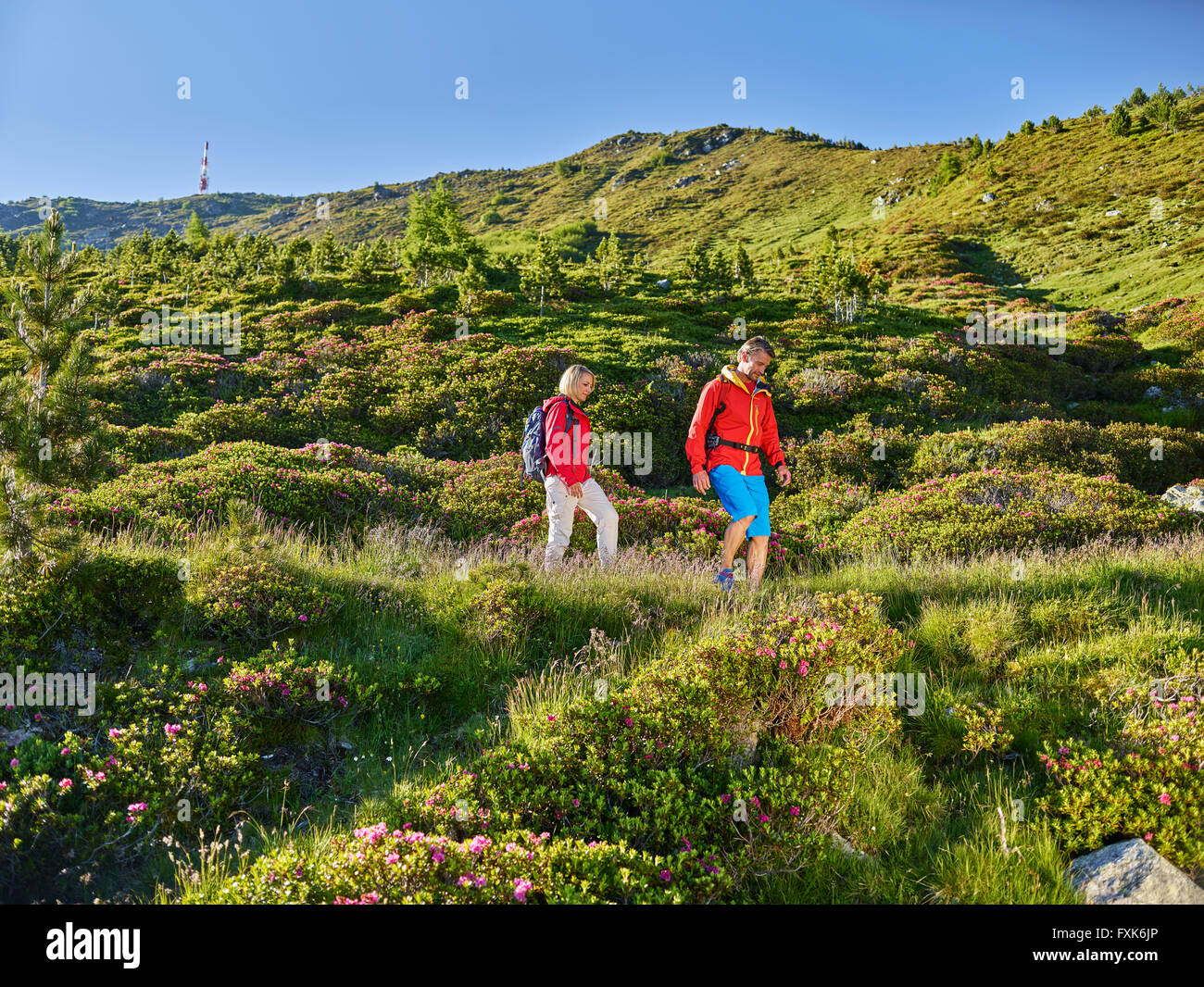 Woman 35-40 years and man 40-45 years hiking, Zirbenweg, Patscherkofel, Innsbruck, Tyrol, Austria Stock Photo