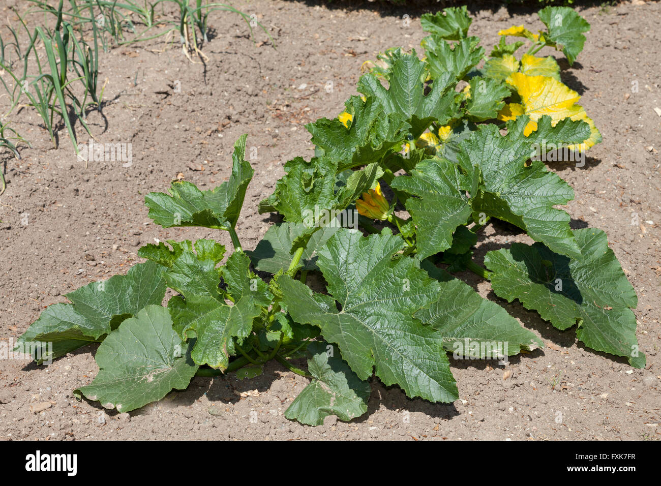 Vegetable patch with zucchini (Cucurbita pepo subsp. Pepo convar. Giromontiina) Stock Photo
